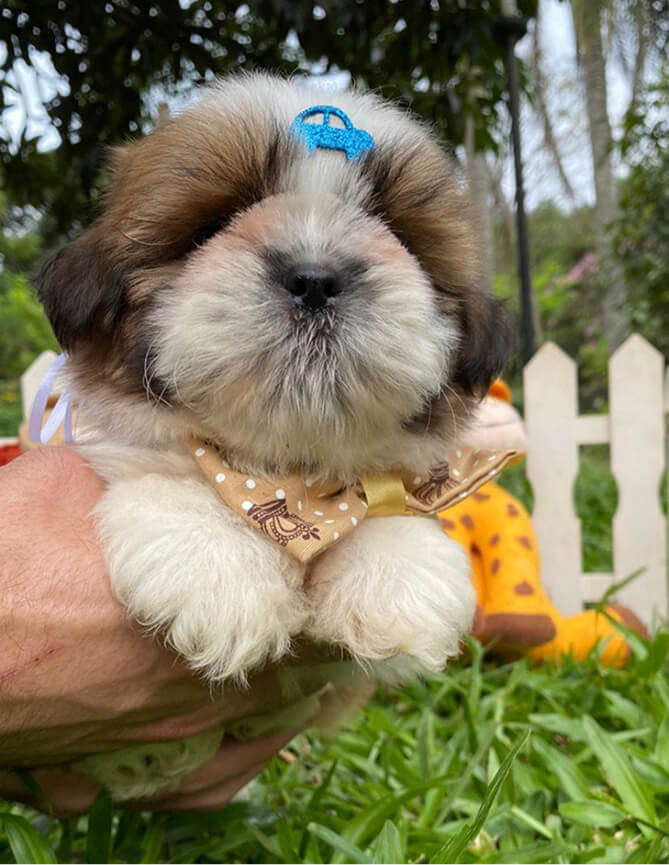 Depoimentos Cachorros Pille pet 1 (1)