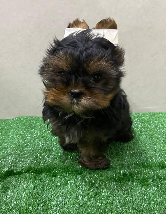 Depoimentos Cachorros Pille pet 10 (2)