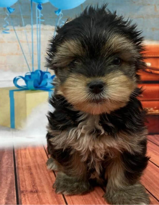 Depoimentos Cachorros Pille pet 11 (2)