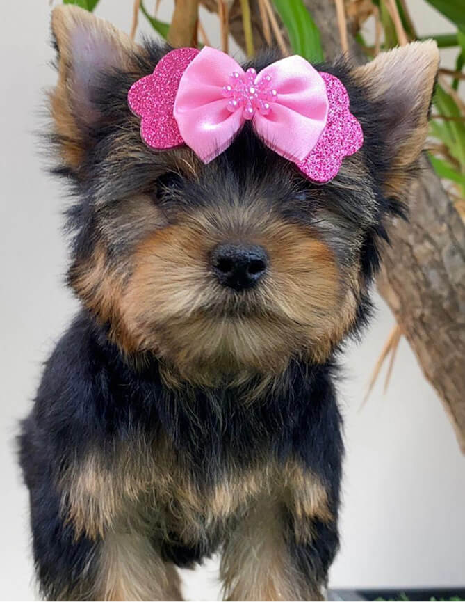 Depoimentos Cachorros Pille pet 2 (1)