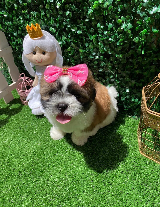 Depoimentos Cachorros Pille pet 3 (2)