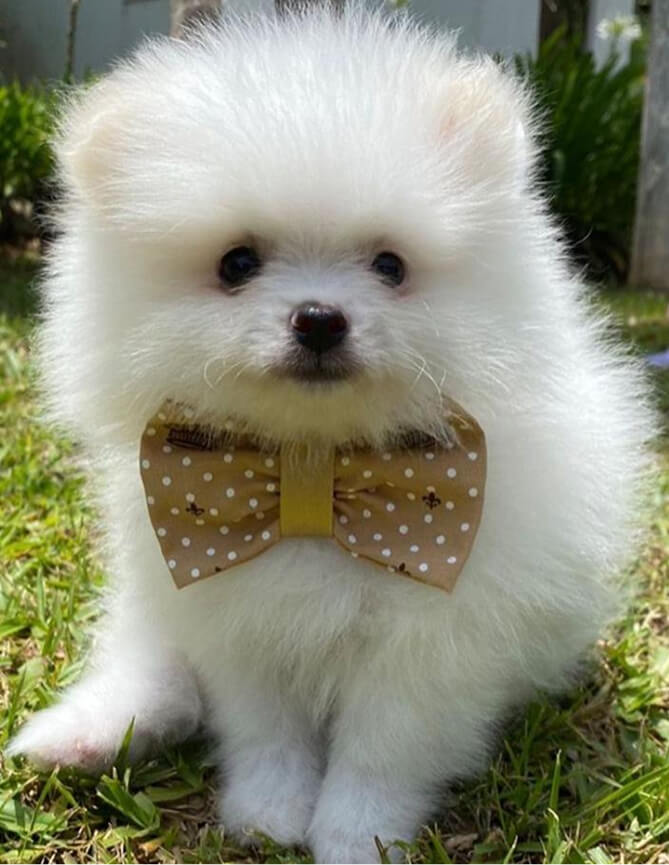 Depoimentos Cachorros Pille pet 6 (2)