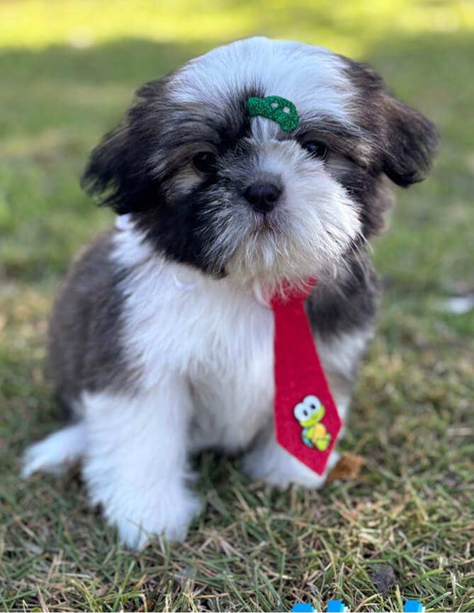 Depoimentos Cachorros Pille pet 7 (2)