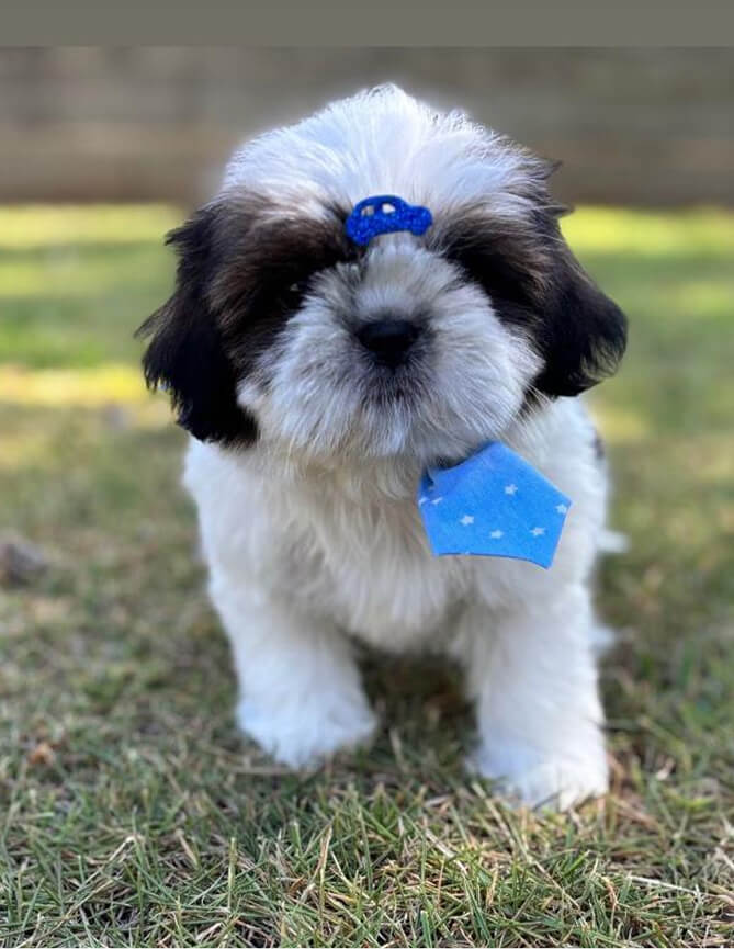 Depoimentos Cachorros Pille pet 8 (2)