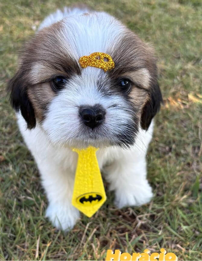 Depoimentos Cachorros Pille pet 9 (2)